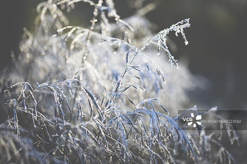 在寒冷的冬天冰冻的植物图片素材