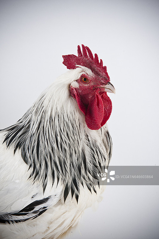 罕见的德国桑德海默公鸡的工作室肖像。图片素材