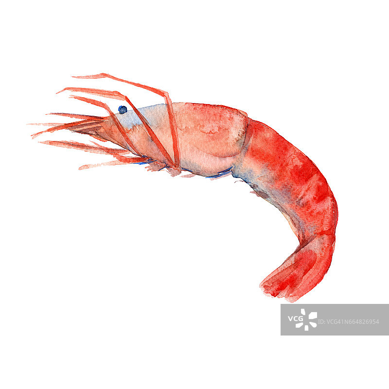 虾煮熟。孤立在白色背景上。水彩插图。图片素材