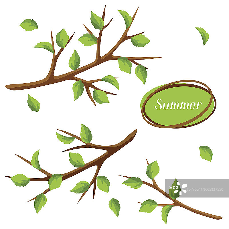 夏天用树枝和绿叶点缀。季节性的插图图片素材
