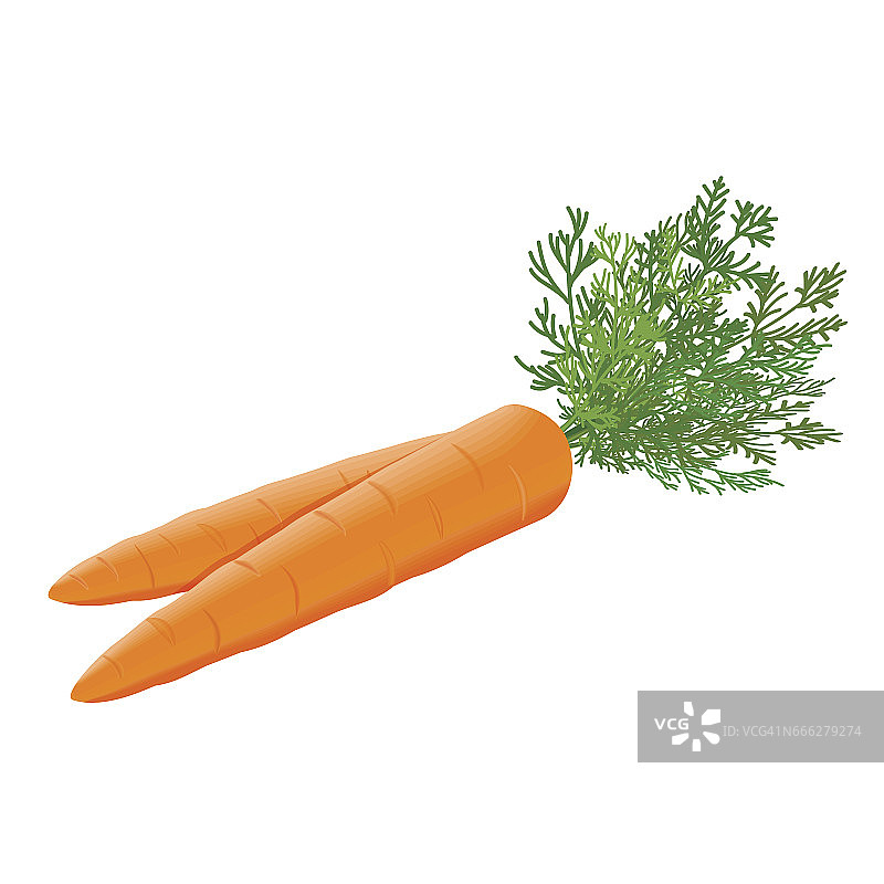 新鲜多汁的胡萝卜堆与绿色茎背景图片素材