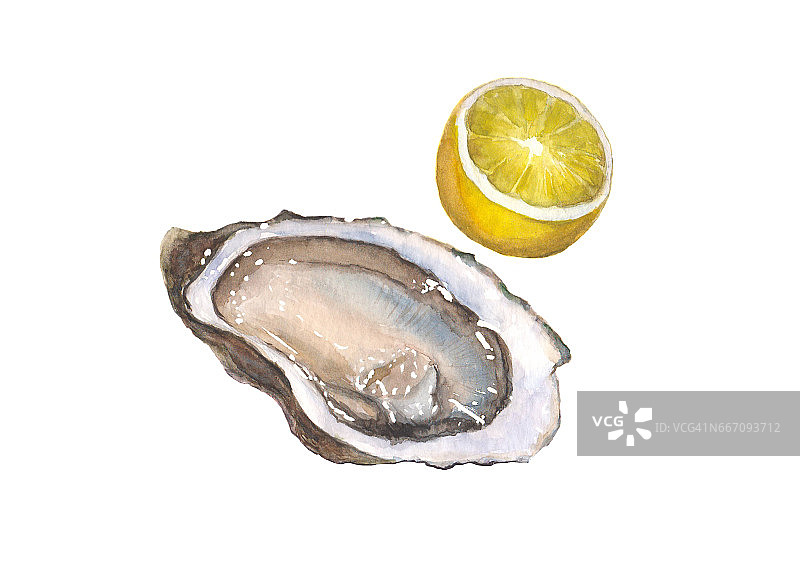 水彩牡蛎和柠檬在白色的背景图片素材