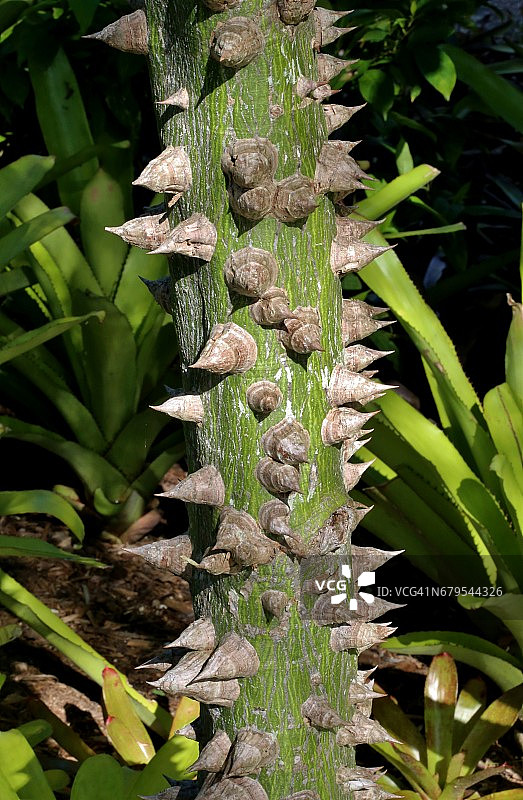 丝棉树(Ceiba speciosa)的荆棘特写图片素材
