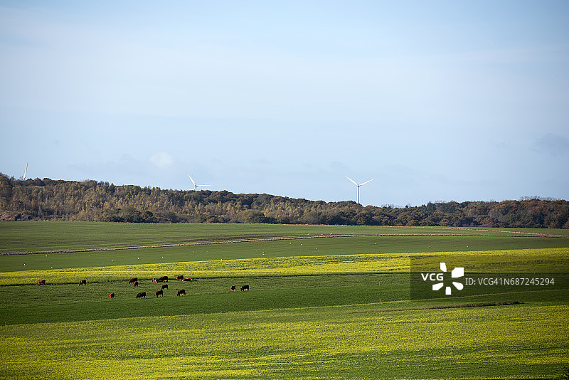 起伏的景观和农场动物放牧在奥尔堡附近的田野，北日德兰半岛，丹麦。图片素材