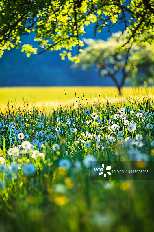 Alpen景观-绿色草地充满春天的鲜花-选择性焦点(不同的焦点检查其他图像在系列)图片素材