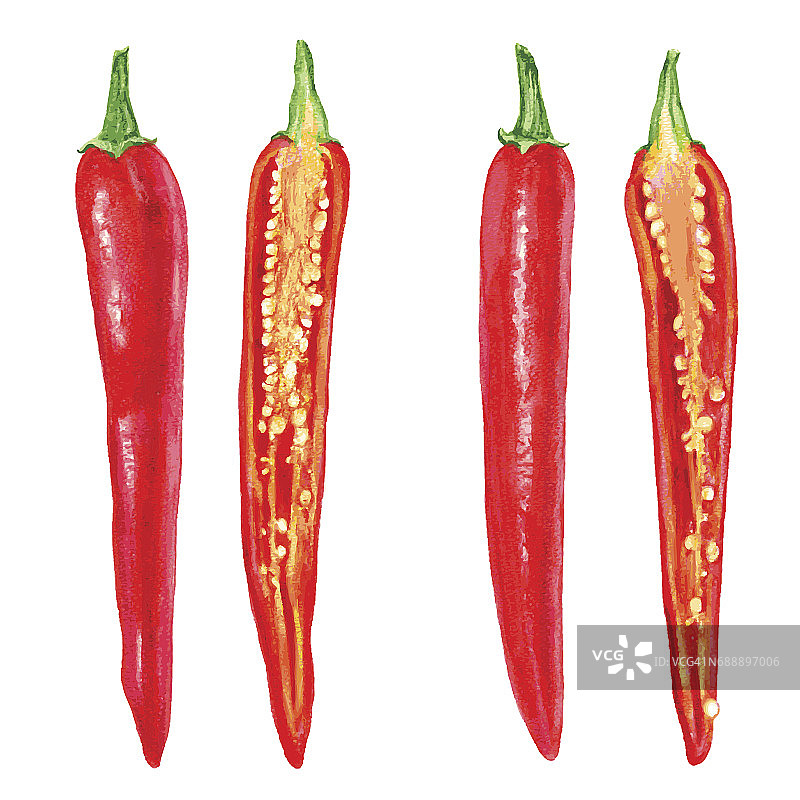 水彩鲜红辣椒切成两半，种子孤立在白色背景，矢量插图，烹饪配料，调味品，手绘辣设计菜单，自然和有机产品图片素材