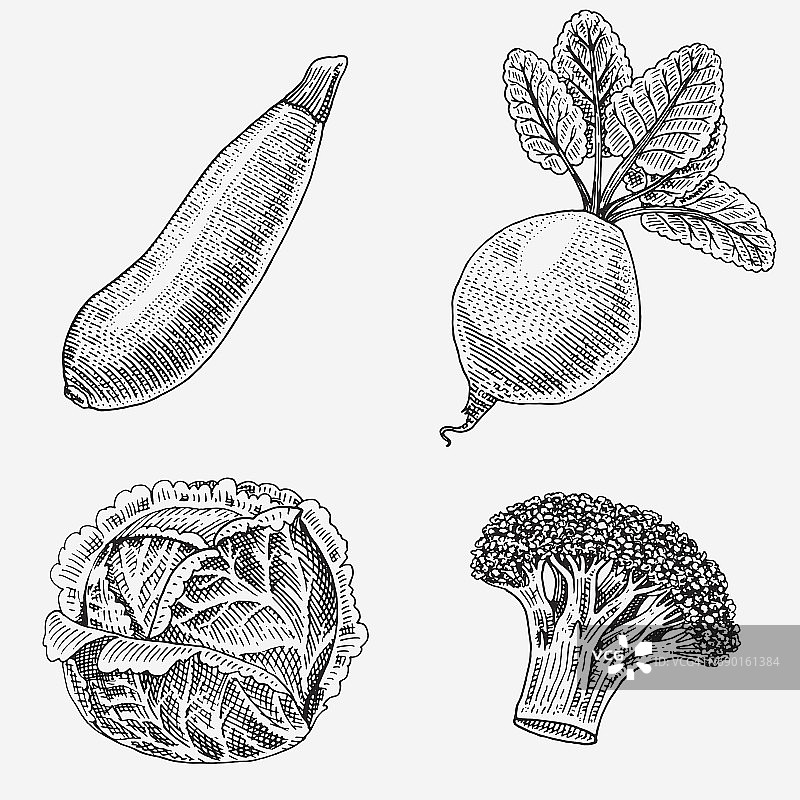 一套手绘，雕刻蔬菜，素食食品，植物，复古看着西葫芦，花椰菜和甜菜根，卷心菜图片素材