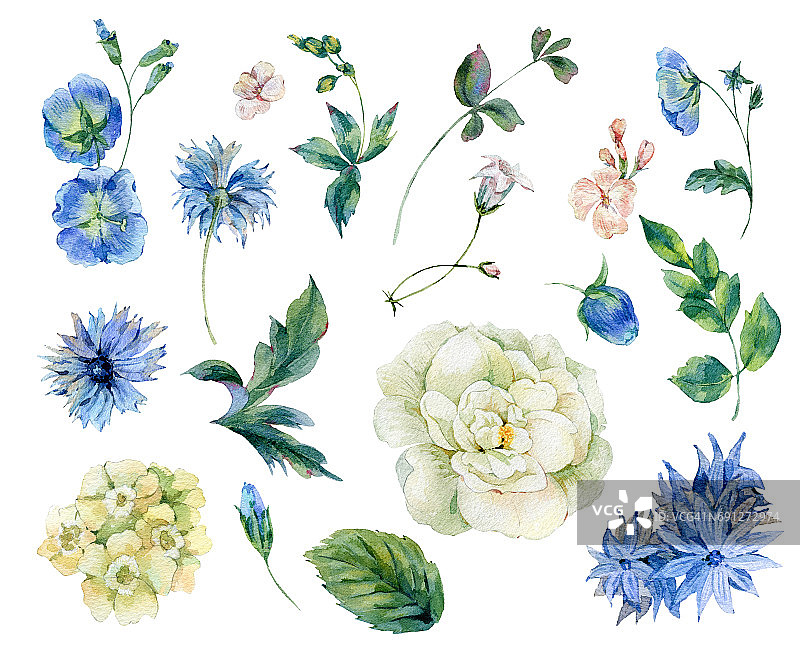 一套水彩玫瑰，树叶和蓝色的野花图片素材