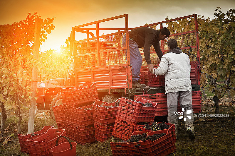 意大利皮埃蒙特，库内奥，朗河，巴罗洛，工人们将内比奥罗红葡萄装进拖车图片素材