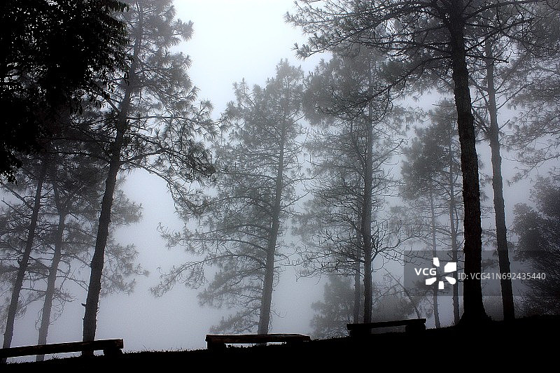 雾中的森林与长椅图片素材
