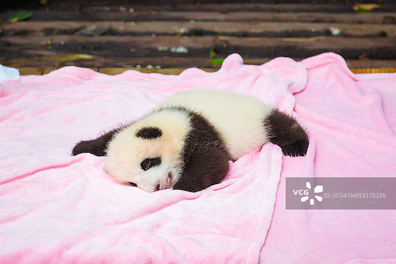 可爱的熊猫宝宝在睡觉图片素材