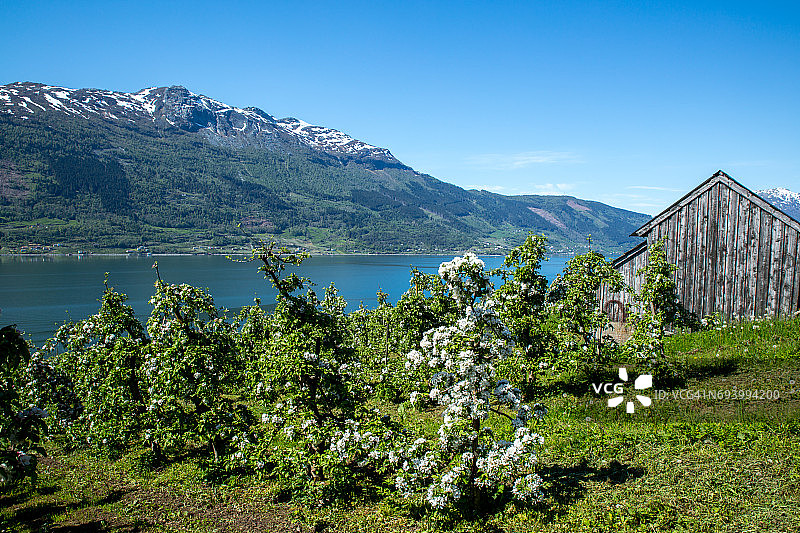 挪威的春天-开花的果树图片素材