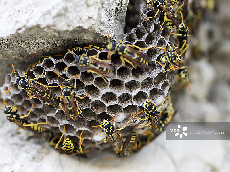 在蜂巢上的黄蜂，膜翅目，户外的岩石上。西班牙图片素材