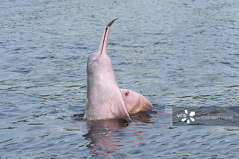 亚马逊河海豚图片素材