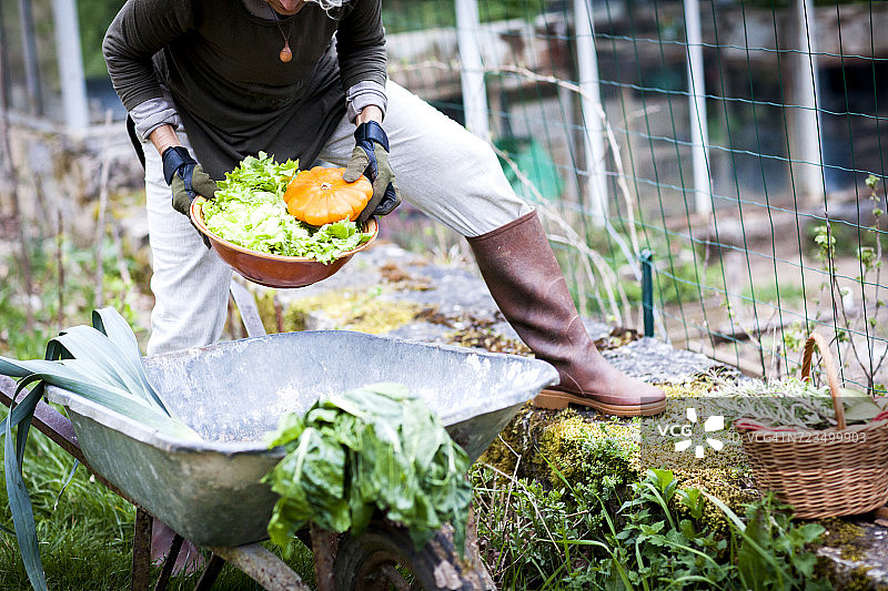 脖子向下的观点，女园丁采摘碗蔬菜在花园里图片素材