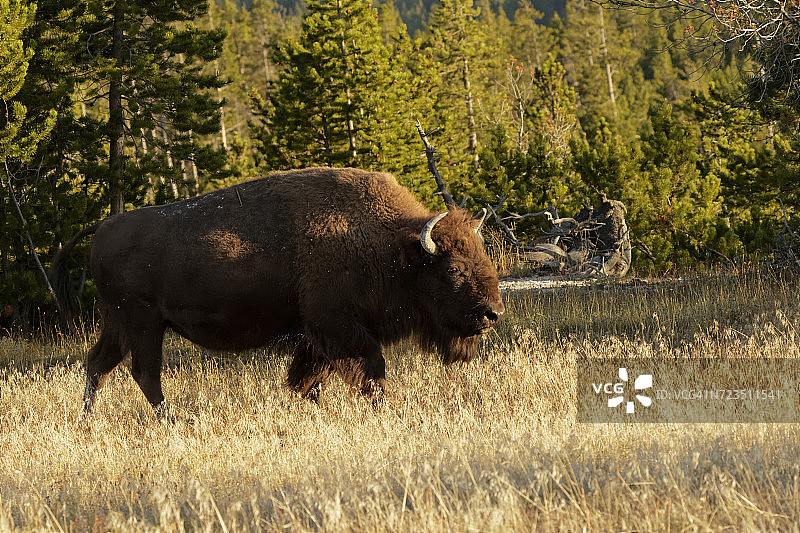 美国蒙大拿州，怀俄明州，黄石国家公园草地上的野牛(牛亚科)图片素材