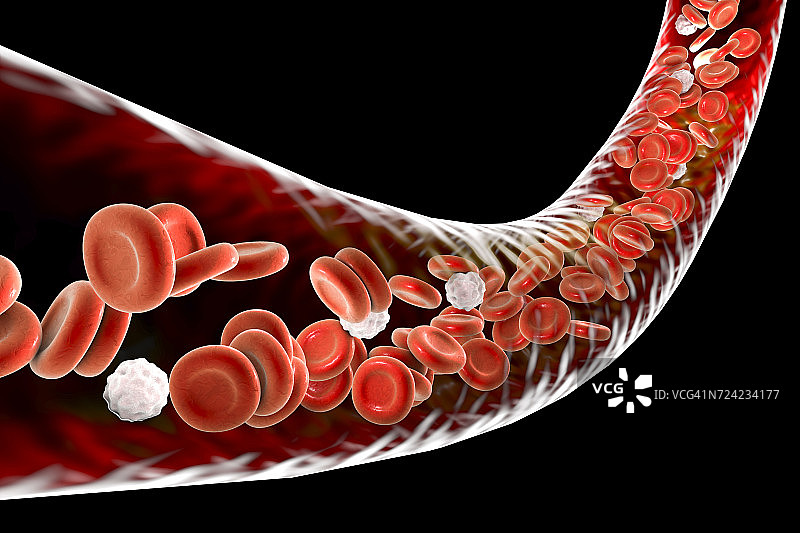 血管和血细胞，插图图片素材