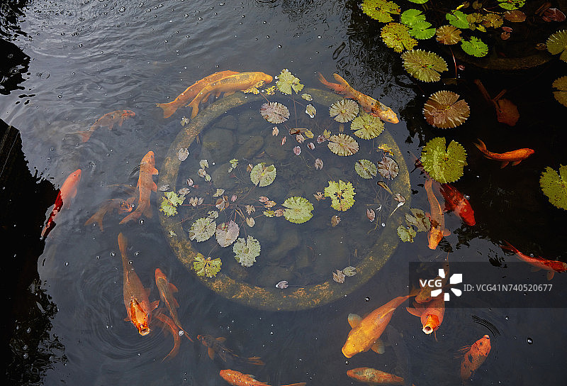 金鱼在池塘里游泳图片素材
