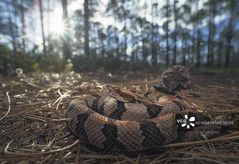 产于美国佛罗里达州松林的木材响尾蛇(恐怖响尾蛇)图片素材