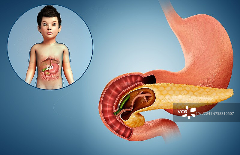 儿童十二指肠和胰腺，插图图片素材