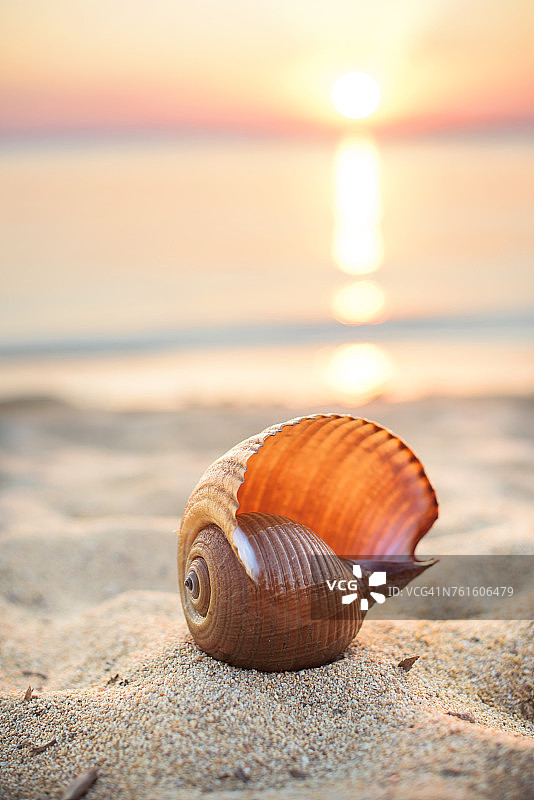 日落时海滩上的贝壳图片素材