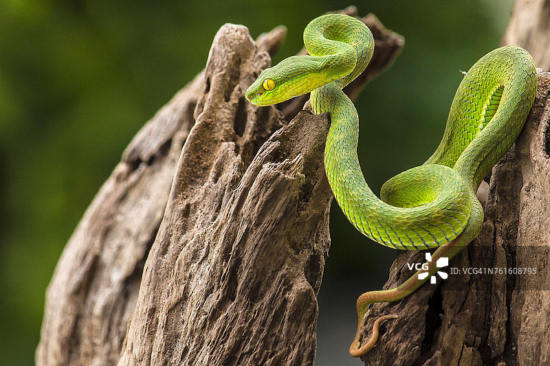 印度尼西亚雅加达绿坑毒蛇（三头蛇阿尔博拉布里斯）图片素材