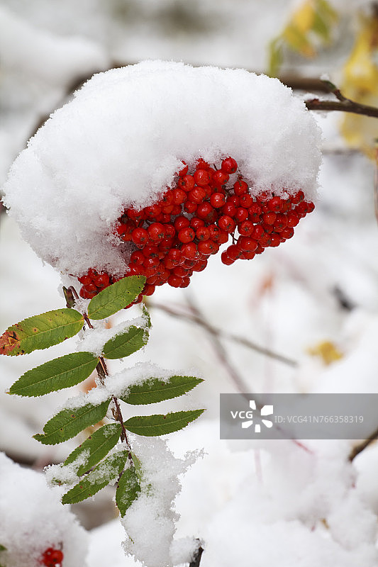 美国怀俄明州，白蜡树浆果和覆盖着雪的树叶图片素材