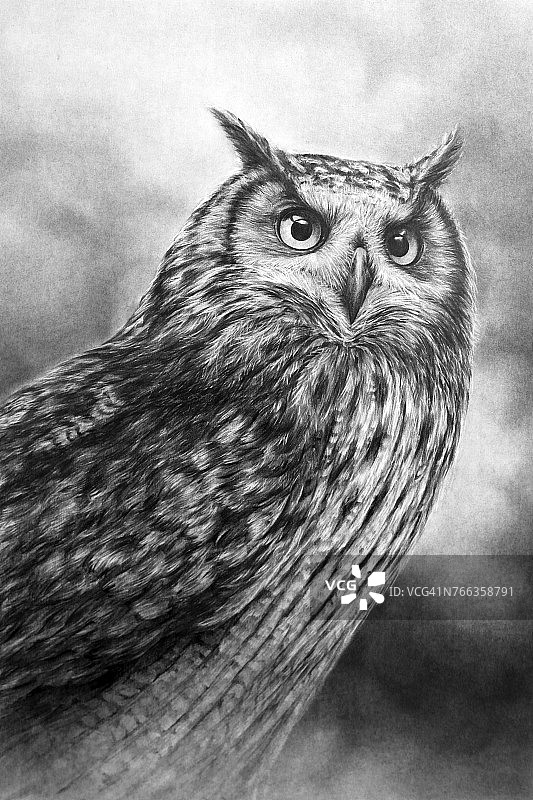 猫头鹰的铅笔画画图片素材