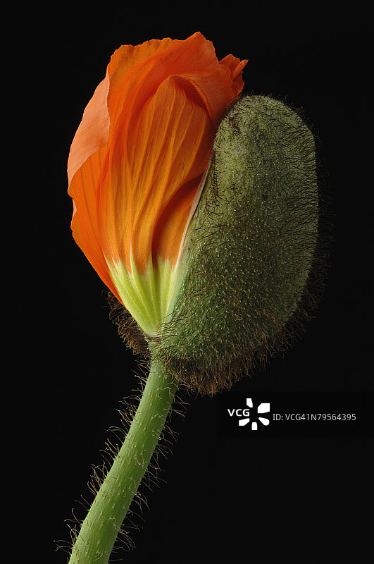 玉米罂粟花蕾，特写图片素材