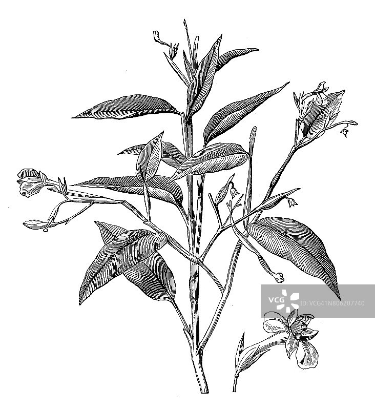 马兰塔arundinacea，也被称为竹芋，马兰塔，西印度群岛竹芋，顺从植物，百慕大竹芋，araru, ararao或hulankeeriya图片素材