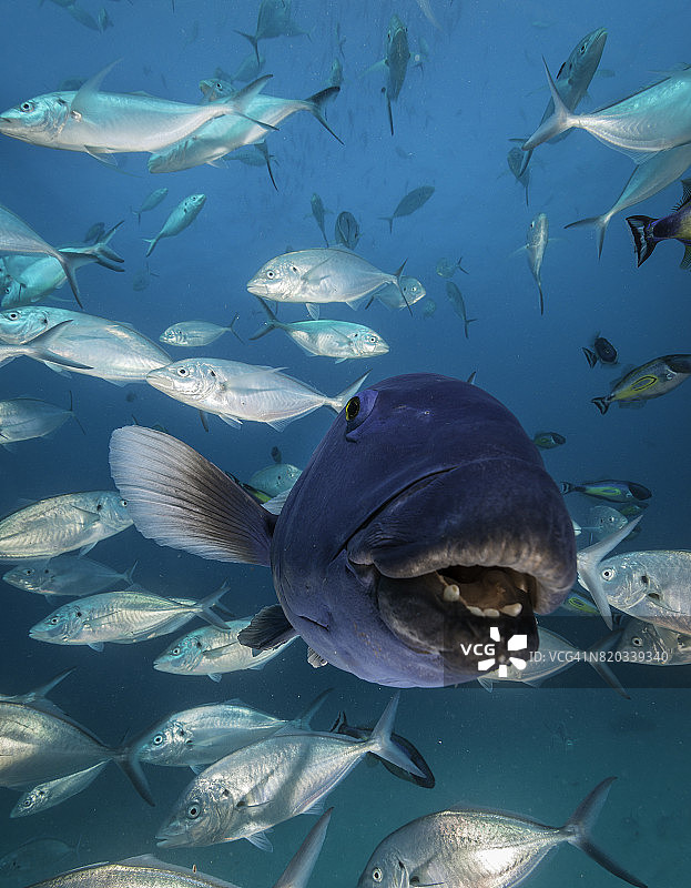 南澳大利亚北海王星群岛，一条蓝色石斑鱼游过一群鲹鱼的特写。图片素材