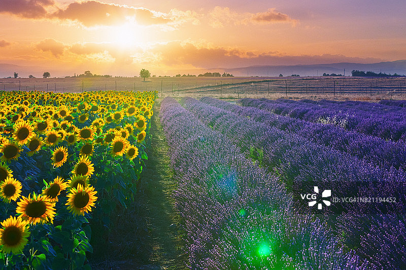 普罗旺斯的乡村有薰衣草和向日葵图片素材