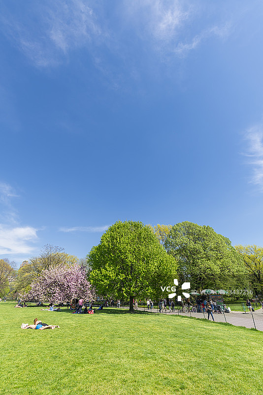 在纽约中央公园的大草坪上，樱花树矗立在新鲜的绿树中间。人们在草坪上休息，行人在后面的小路上行走。图片素材