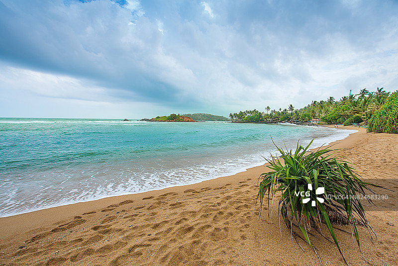 斯里兰卡马里萨热带沙滩上的椰子树图片素材