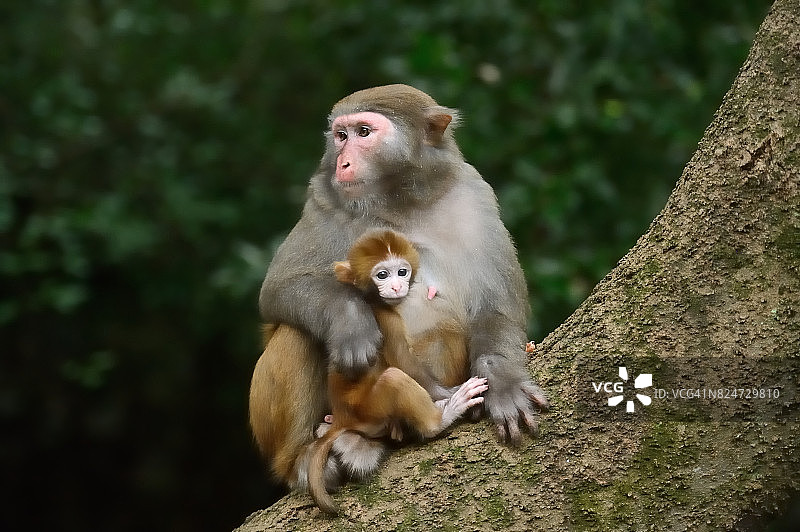 母猴子和它的孩子在黄昏图片素材