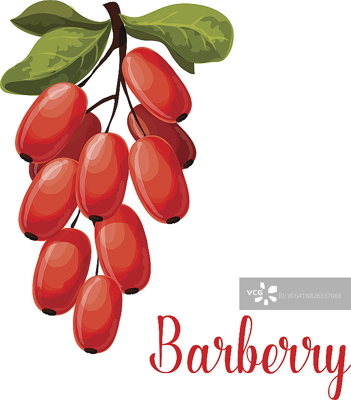 为食物和香料设计的Barberry水果图标图片素材
