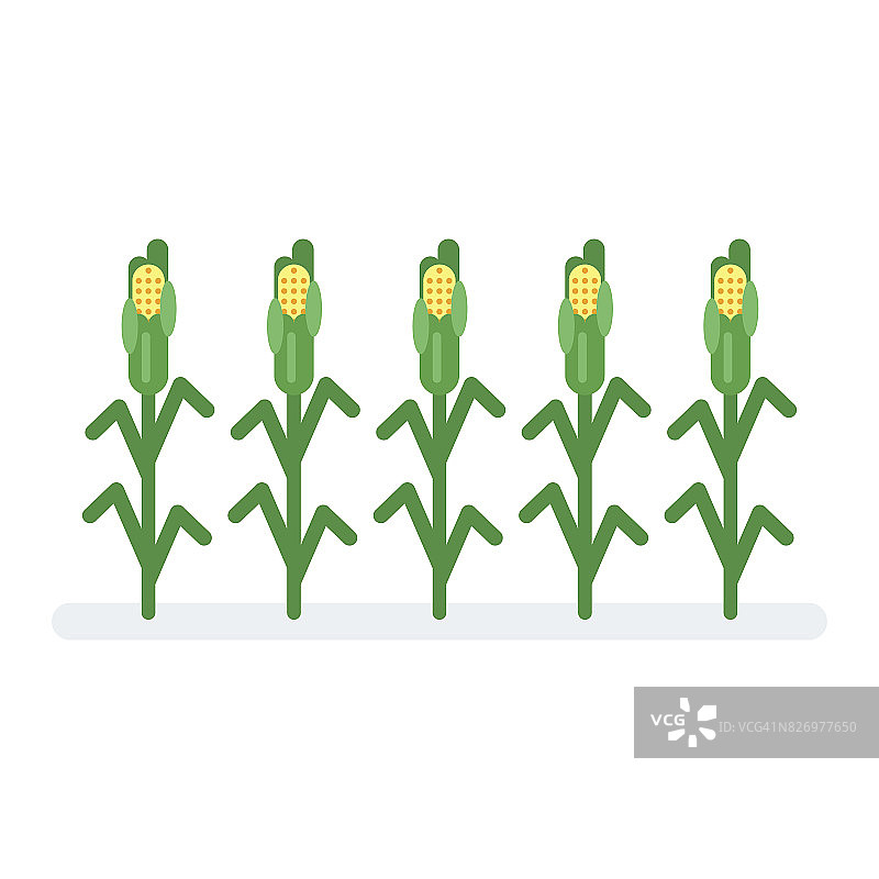 玉米平面风格插图。图片素材
