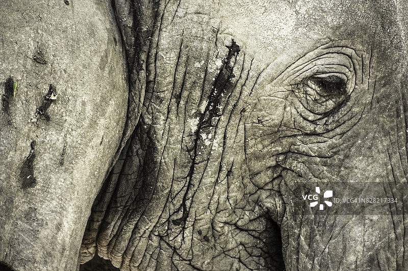 非洲象的头部特写图片素材
