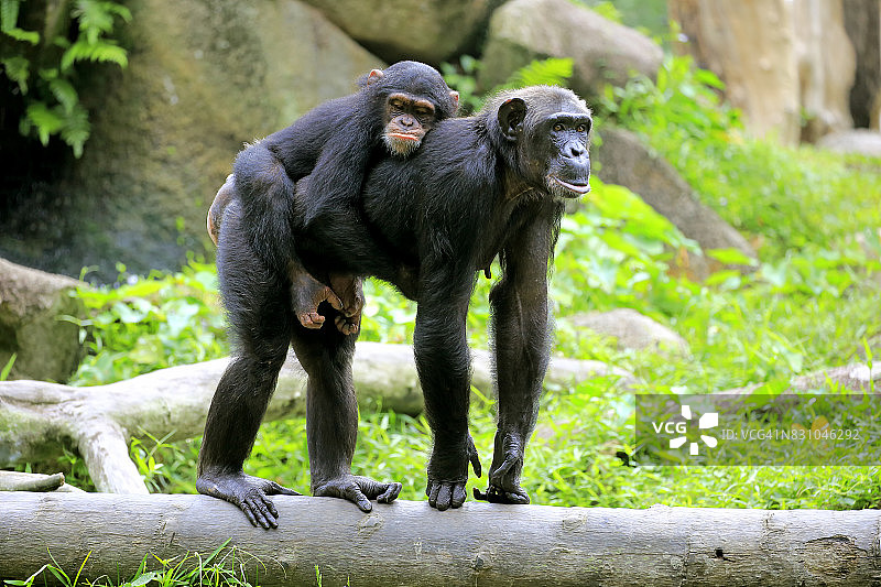 黑猩猩(猿猴)图片素材