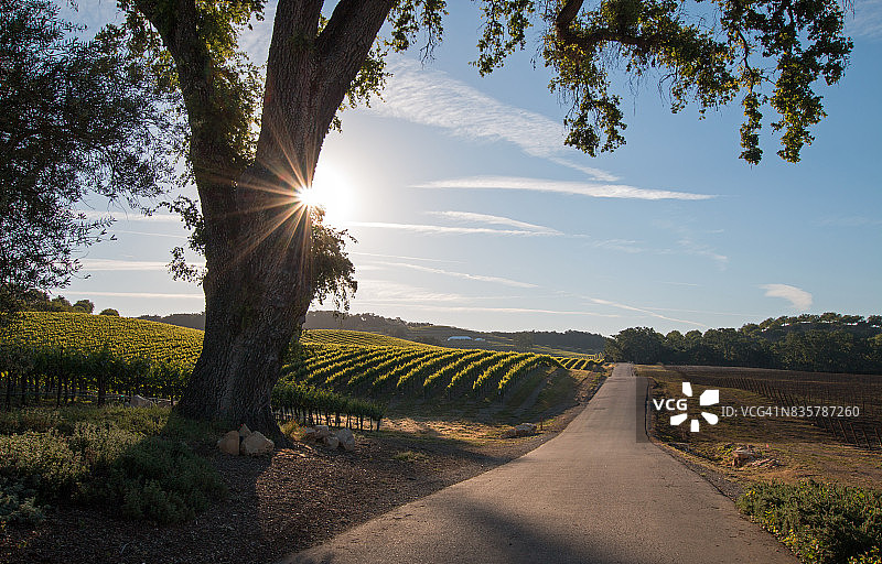 清晨阳光照耀下的加州山谷橡树在美国加州中部的帕索罗伯斯葡萄酒国家图片素材