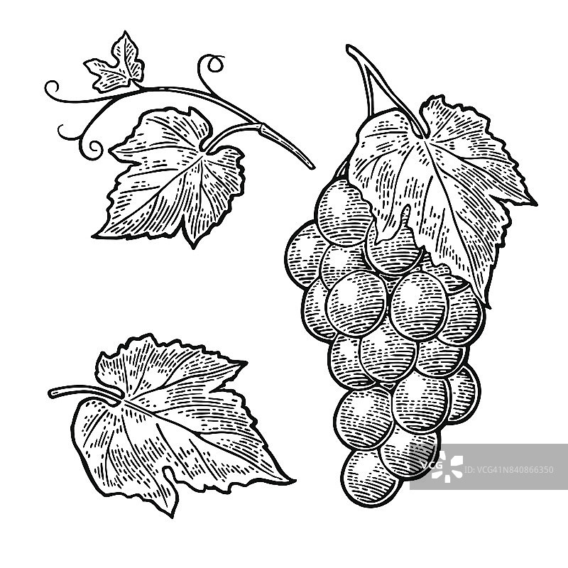 一串带浆果和叶子的葡萄。古典雕刻向量图片素材