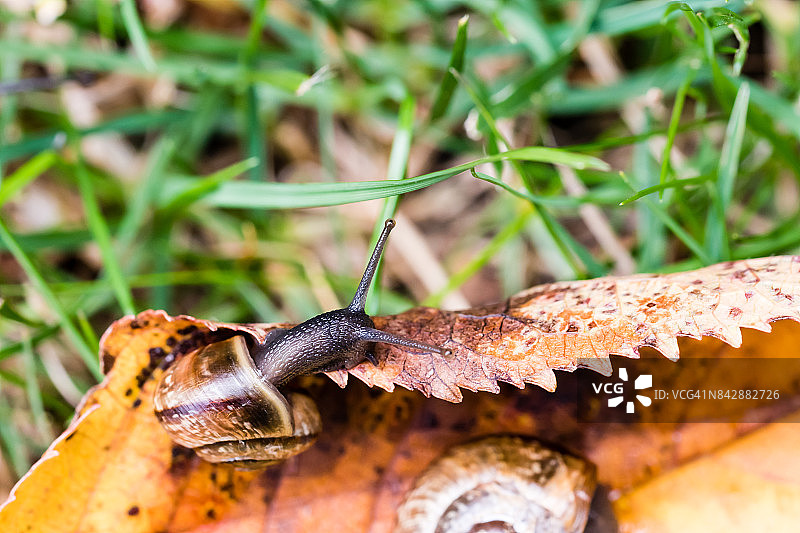 小蜗牛在秋天的黄叶上爬行图片素材