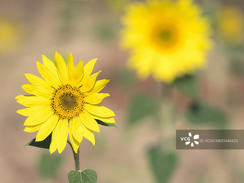 在西班牙的田野里，两朵向日葵在阳光的照耀下绽放图片素材