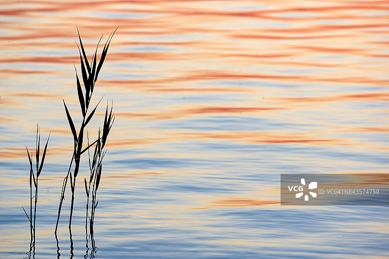 德国上巴伐利亚州基姆湖的芦苇草植物，金色的阳光反射在荡漾的水面上图片素材
