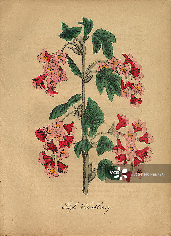 高黑莓维多利亚植物学插图图片素材