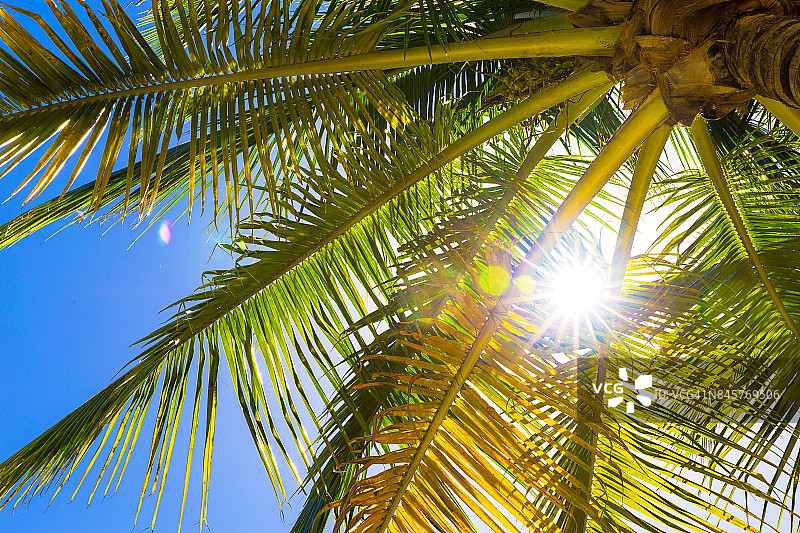 椰子树和夏天的蓝天图片素材