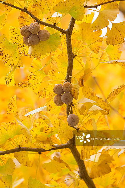 黄色的叶子与果实的银杏叶，在秋天的季节，治疗植物，自然背景在东京，日本图片素材
