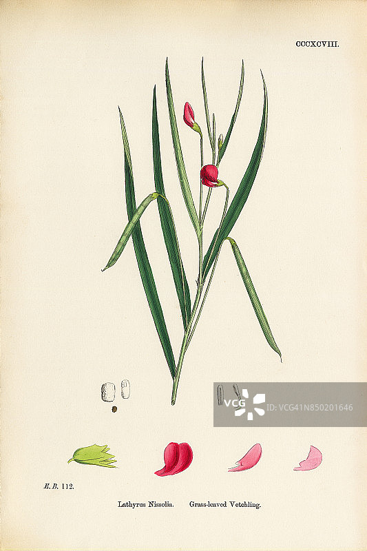 草叶维草，Lathyrus Nissolia，维多利亚植物学插图，1863年图片素材