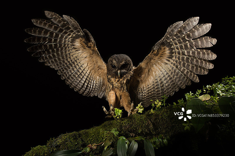 猫头鹰在树枝上降落时展开翅膀图片素材