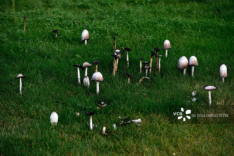 鸡Coprinus comatus蘑菇在雷克雅未克，冰岛图片素材